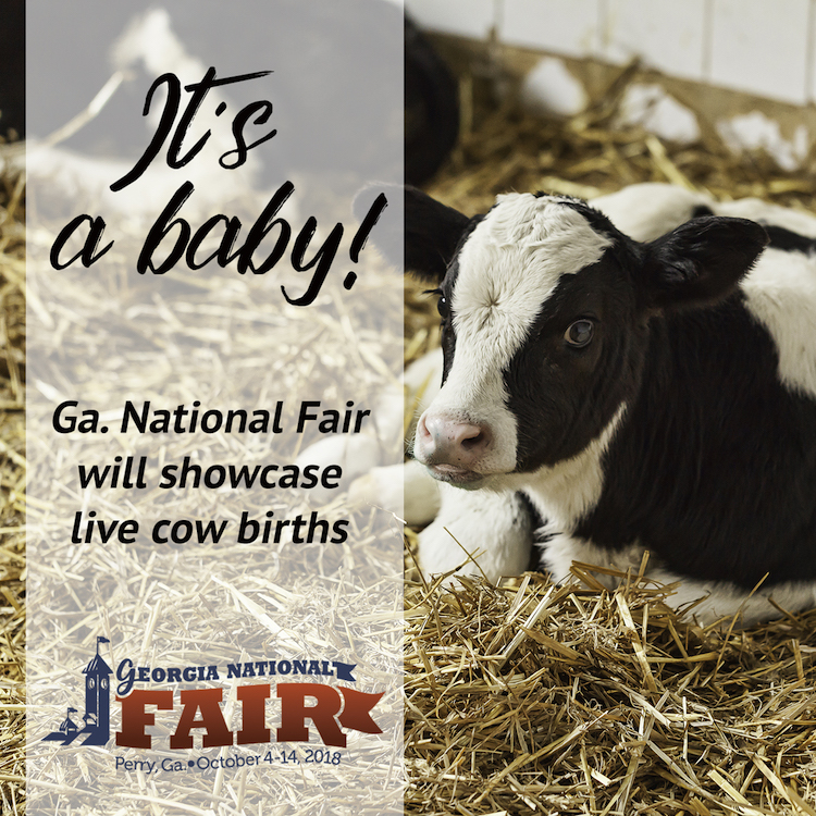 Baby Barn due date approaches at Georgia National Fair